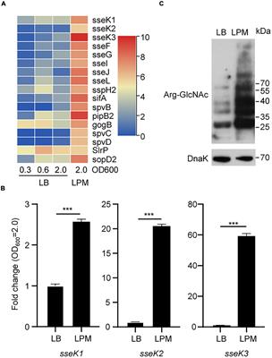 Arginine GlcNAcylation and Activity Regulation of PhoP by a Type III Secretion System Effector in Salmonella